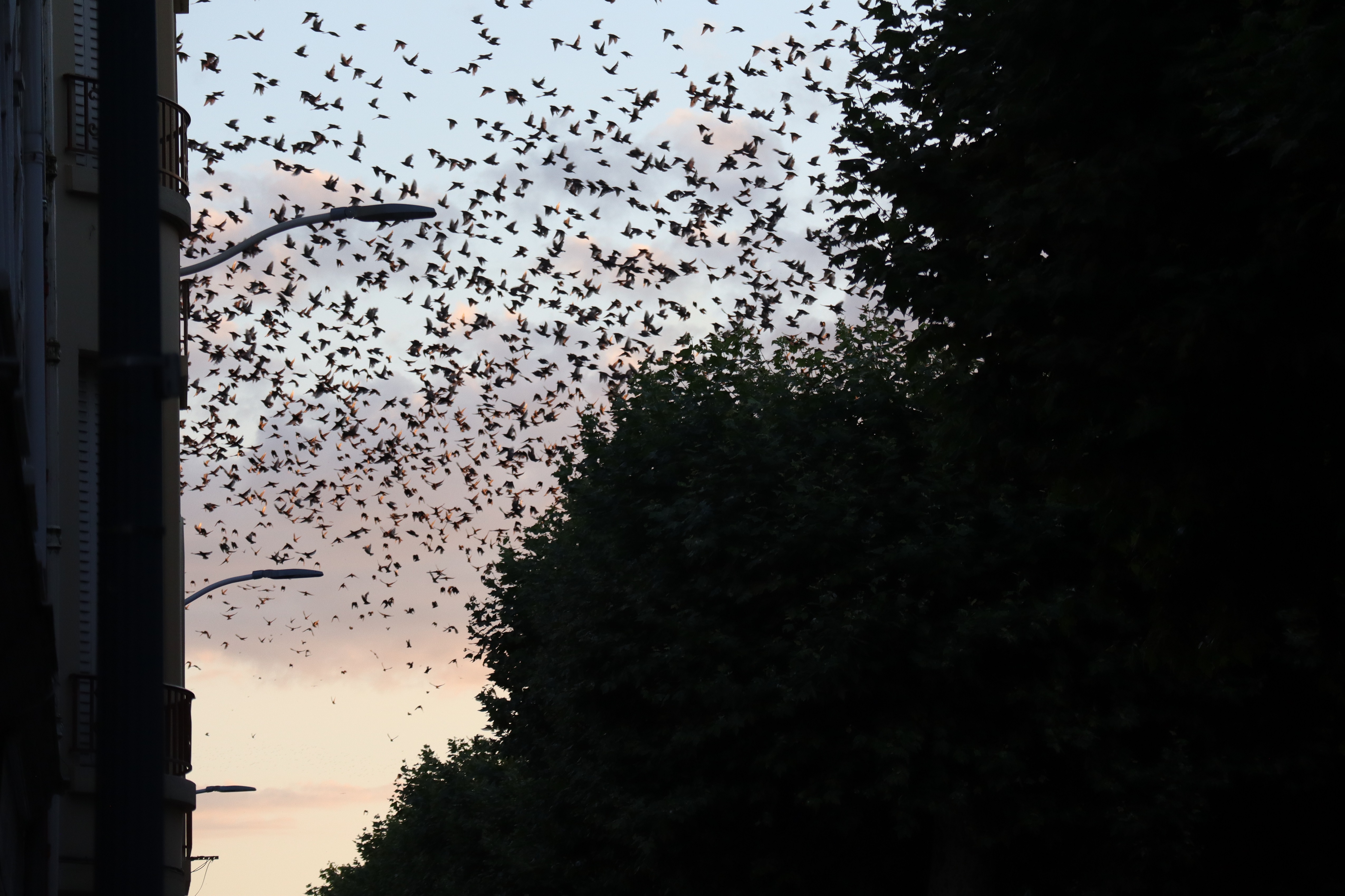 Chasse aux etourneaux Montlu&ccedil;on (3).JPG (2.73 MB)