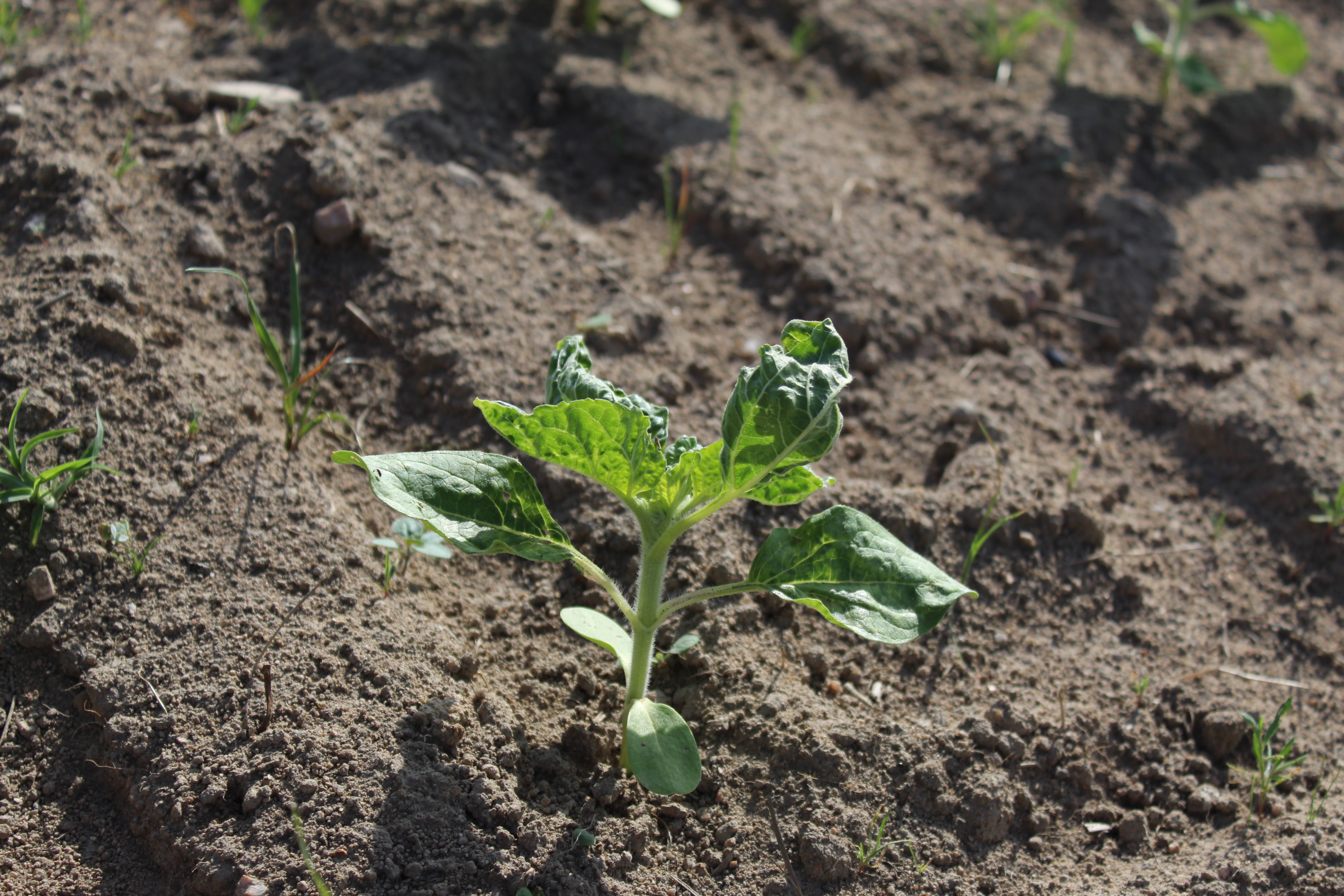 TOURNESOL GAEC EDEN NERIS.JPG (6.60 MB)