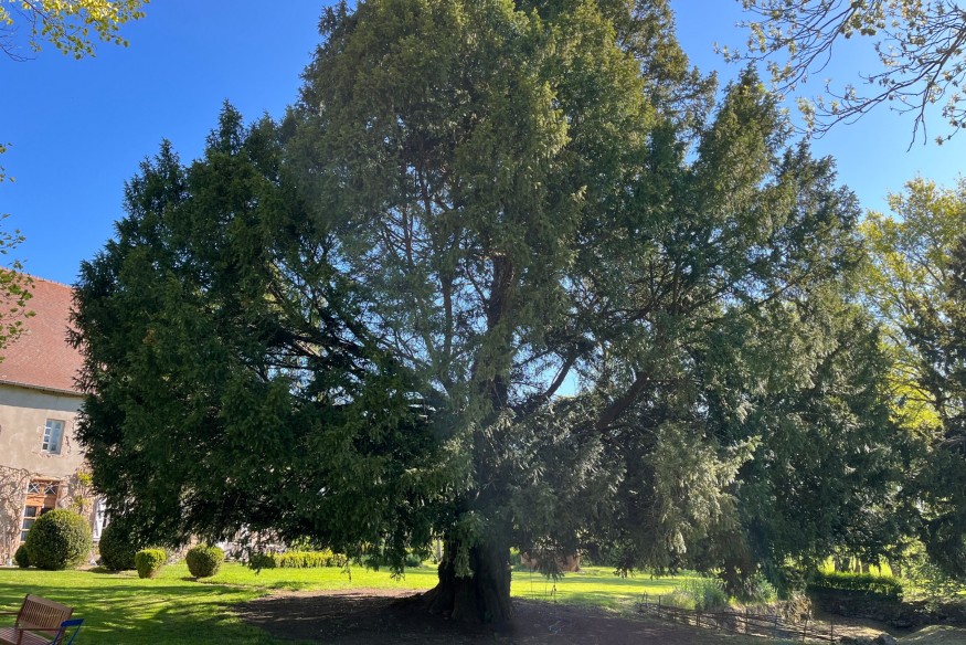 On vous explique pourquoi un arbre de Beaune d'Allier va être labellisé "arbre remarquable"
