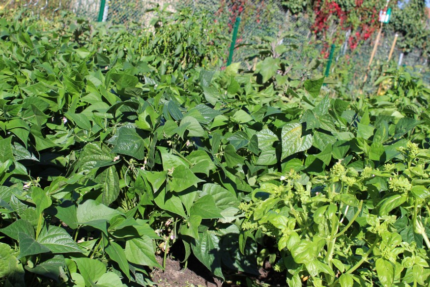 A Huriel, un jardin climatique en projet, les habitants appelés à donner leur avis